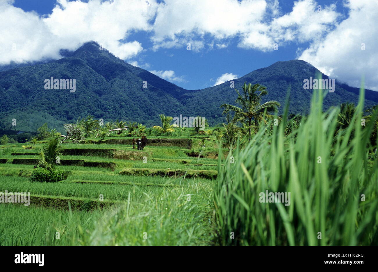 die Landschaft der Reisfelder und Reis Terrasse ordentlich Tegallalang nahe Ubud der Insel Bali in Indonesien in Südostasien Stockfoto