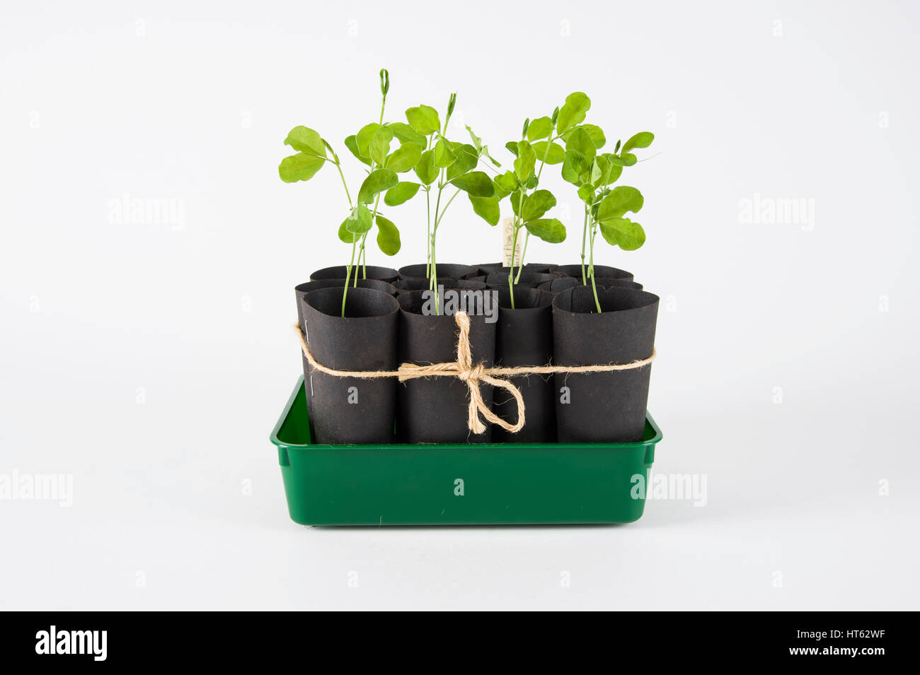 Erbse Sämlinge in biologisch abbaubaren Töpfen Stockfoto