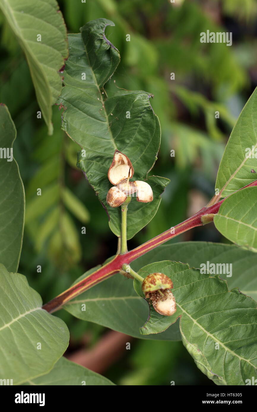 Guave oder bekannt als Guave Guajava junge Frucht entwickeln Stockfoto