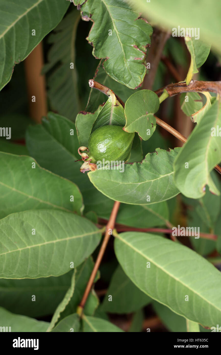 Guave oder bekannt als Guave Guajava junge Frucht entwickeln Stockfoto