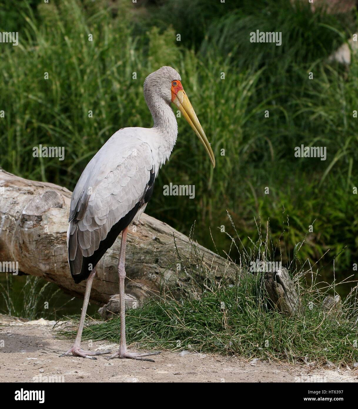 Reife afrikanische Yellow-billed Storch (Mycteria Ibis) Stockfoto