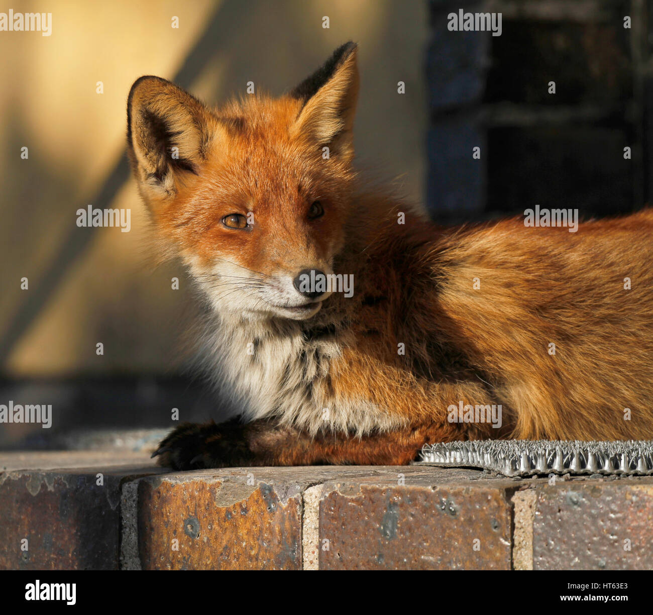 Young urban Fuchs vor der Tür eines Hauses in Turku, Finla Sonnen Stockfoto