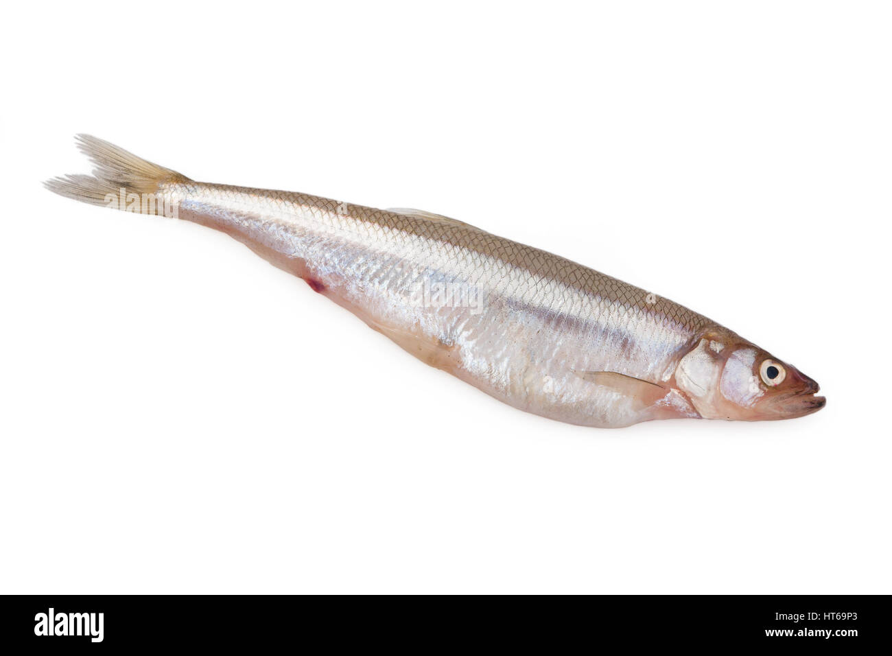 Frische Maränen Fisch isoliert auf weißem Hintergrund Stockfoto