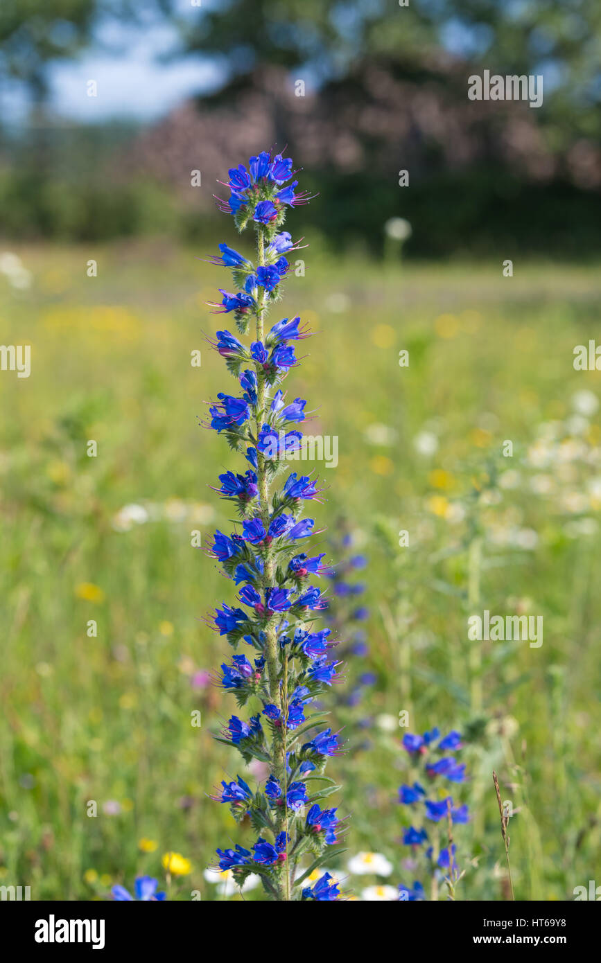 lila Echium Vulgare Blumen blühen Stockfoto