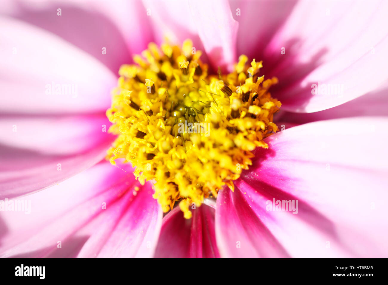 Kosmos Sonate zarten rosa Blüten Anfang Herbst Sonnenlicht, ergreifende herzförmigen Mitte - Liebe und Mitgefühl Jane Ann Butler Fotografie JABP1864 Stockfoto