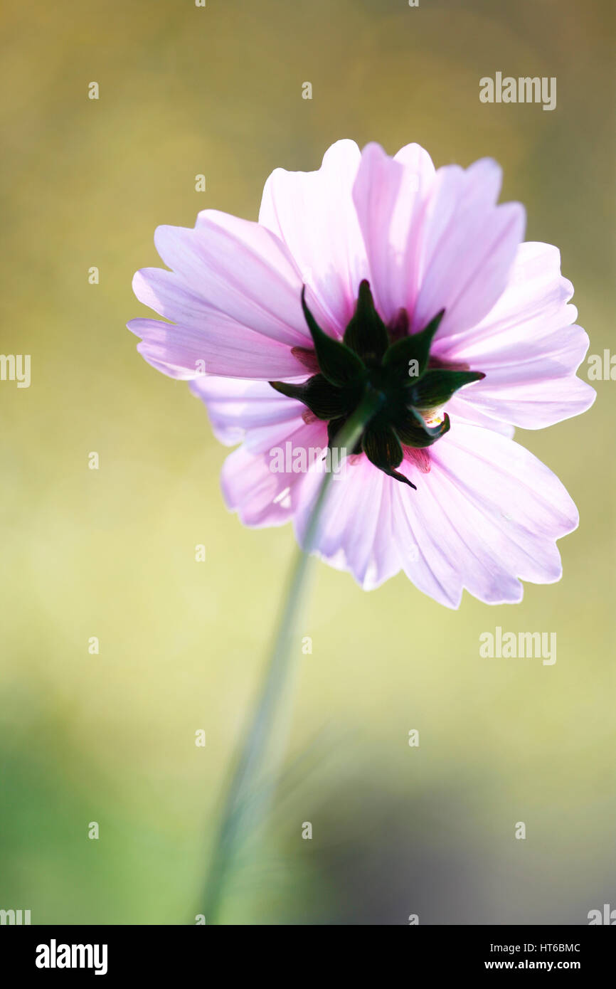 Ende der Blütezeit - Kosmos Sonate zarten rosa Blüten Anfang Herbst Sonnenlicht Jane Ann Butler Fotografie JABP1861 Stockfoto