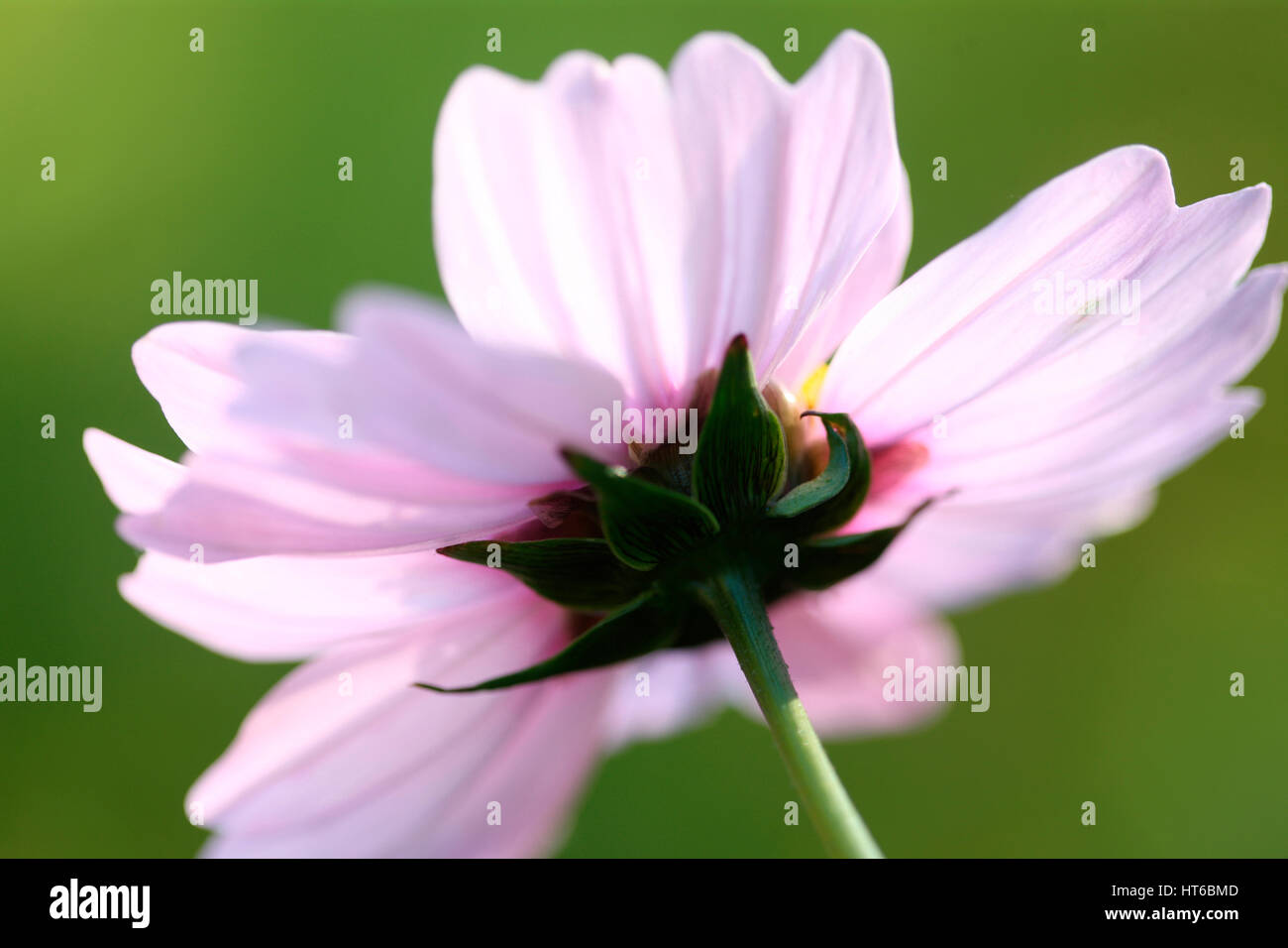 Ende der Blütezeit - Kosmos Sonate zarten rosa Blüten Anfang Herbst Sonnenlicht Jane Ann Butler Fotografie JABP1863 Stockfoto