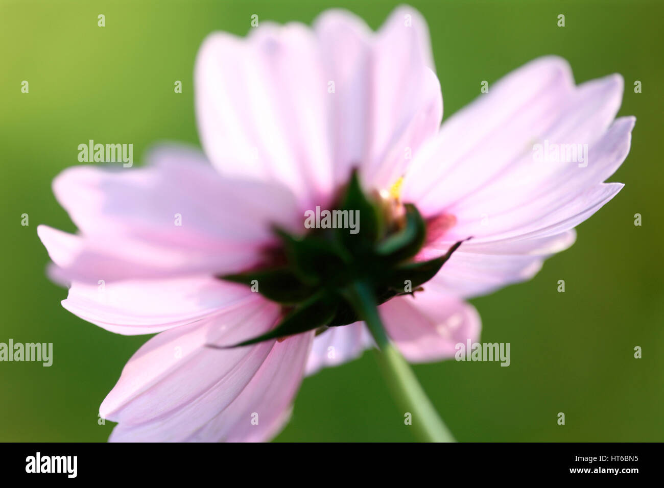 Ende der Blütezeit - Kosmos Sonate zarten rosa Blüten Anfang Herbst Sunligh t Jane Ann Butler Fotografie JABP1862 Stockfoto