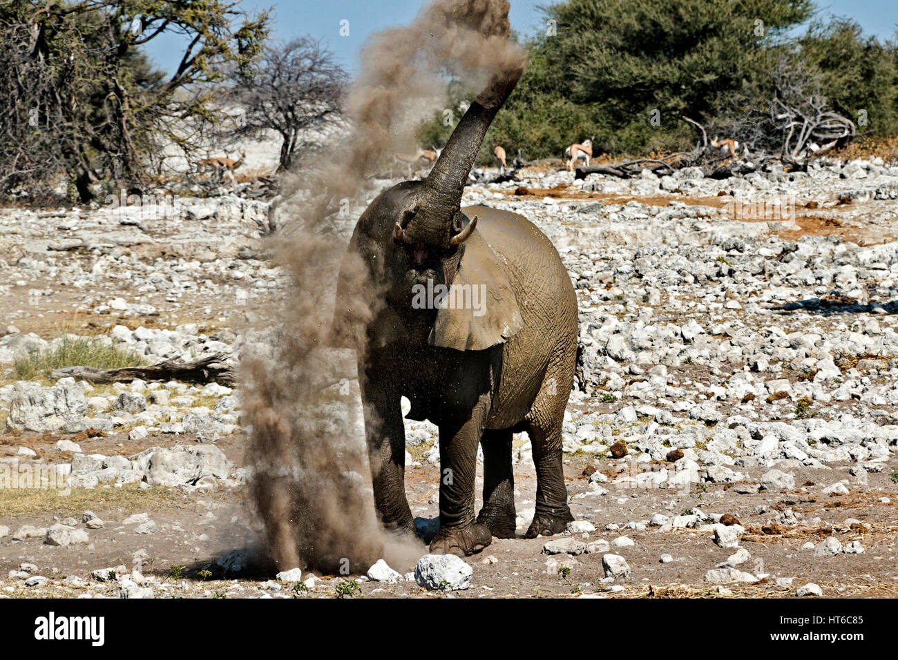 Elefant im Etosha Staub baden Stockfoto