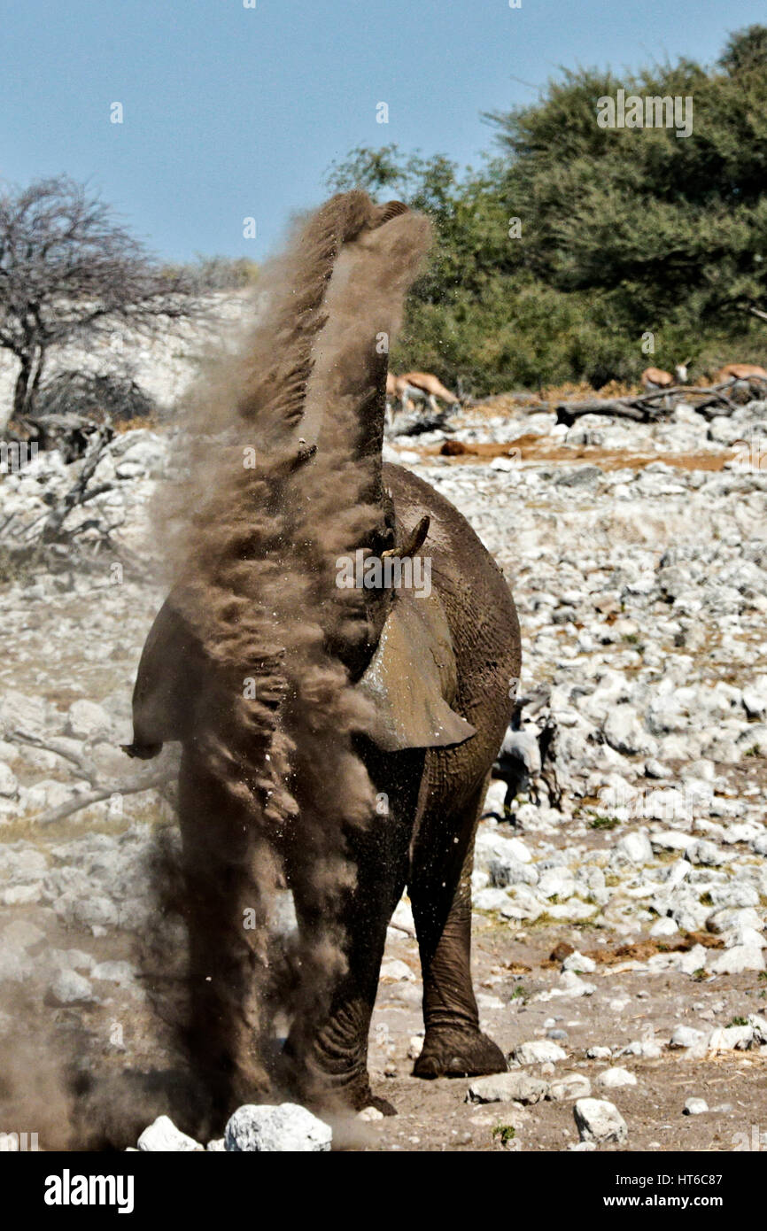 Elefant im Etosha Staub baden Stockfoto