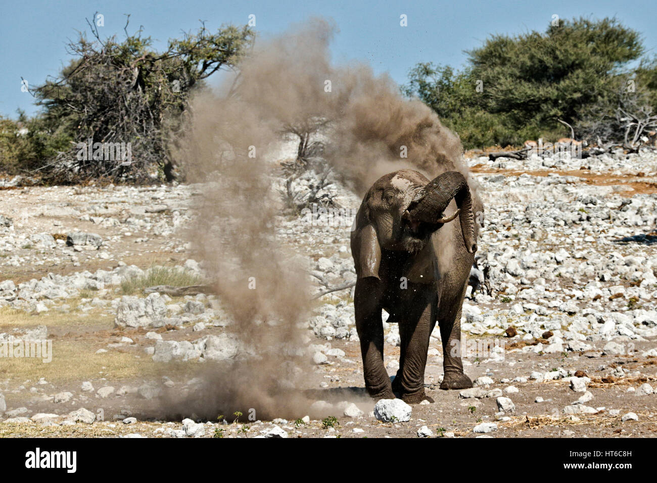 Elefant im Etosha Staub baden Stockfoto