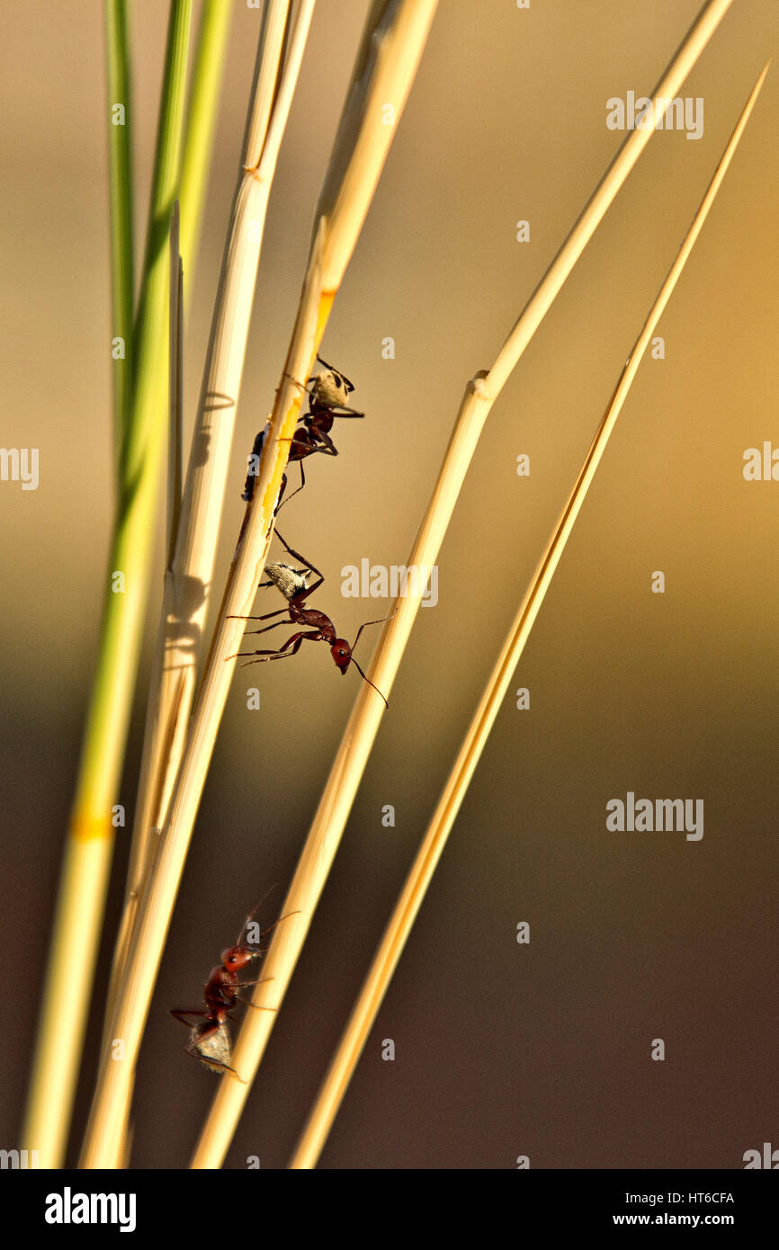 Ameisen auf dem Dünengebieten Rasen auf den versteinerten Dünen in Namibia Stockfoto