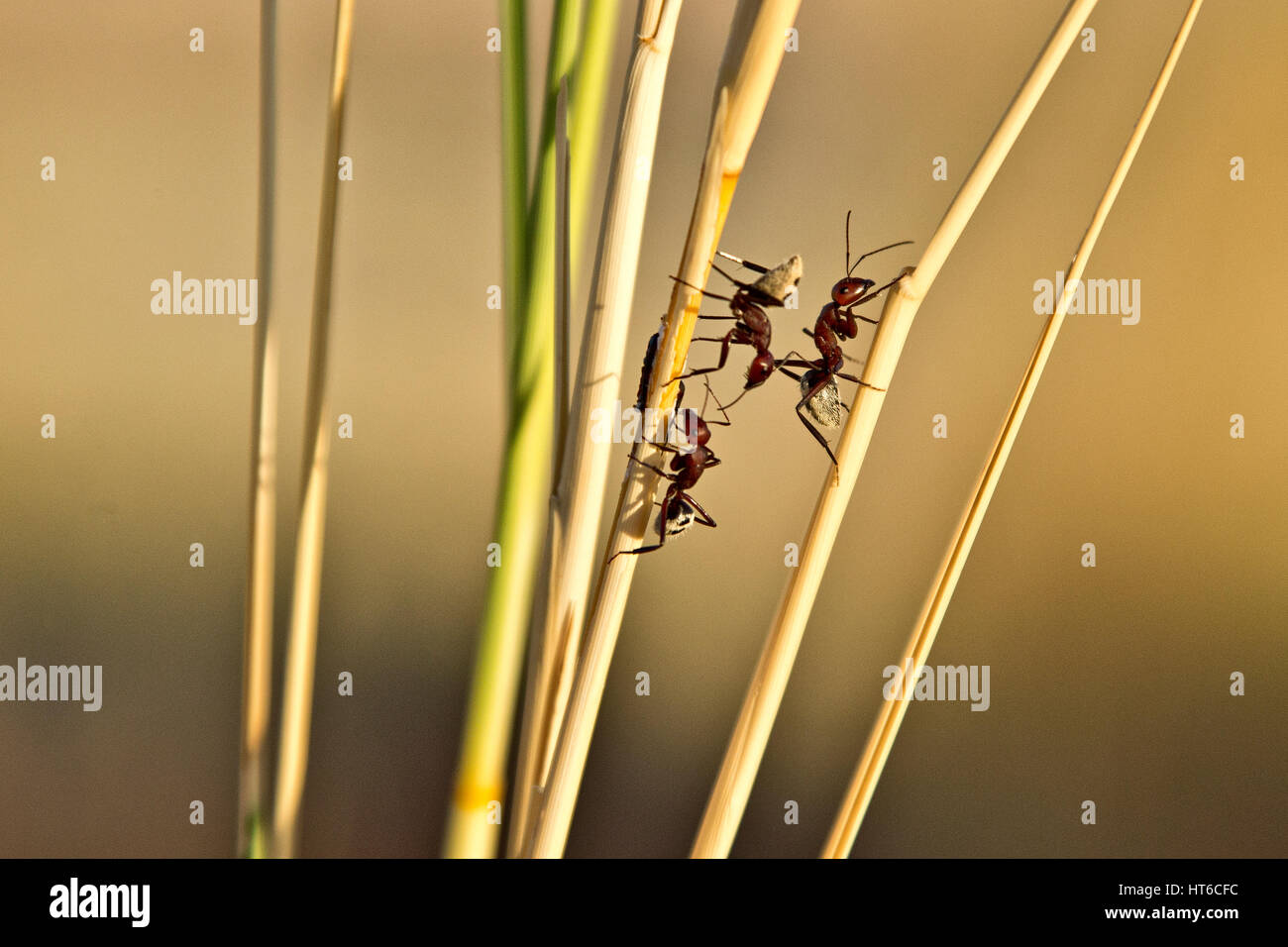 Ameisen auf dem Dünengebieten Rasen auf den versteinerten Dünen in Namibia Stockfoto