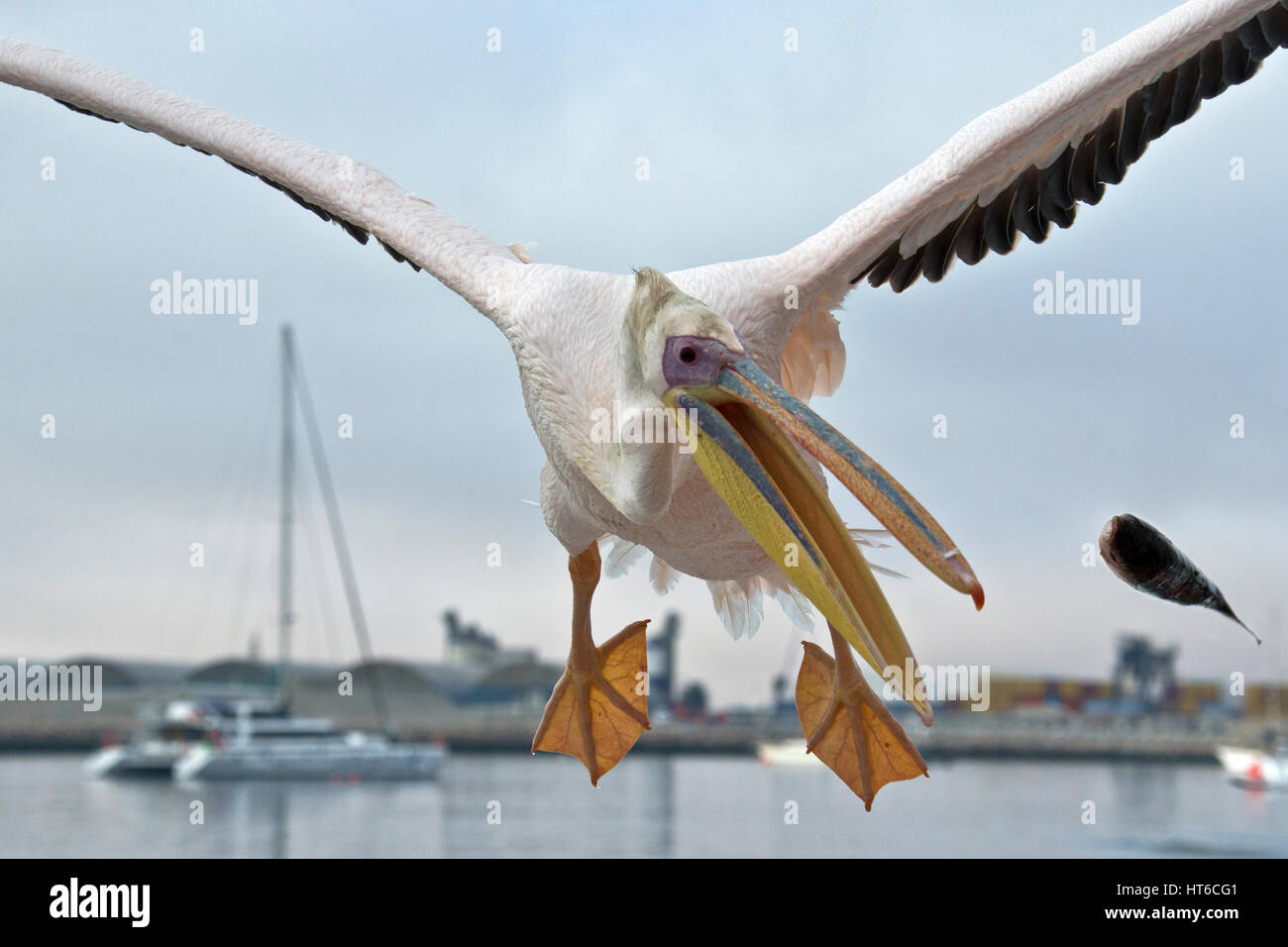 Große weiße Pelican nach dem Boot in den Prozess der Fang von Fischen während des Fliegens. Stockfoto