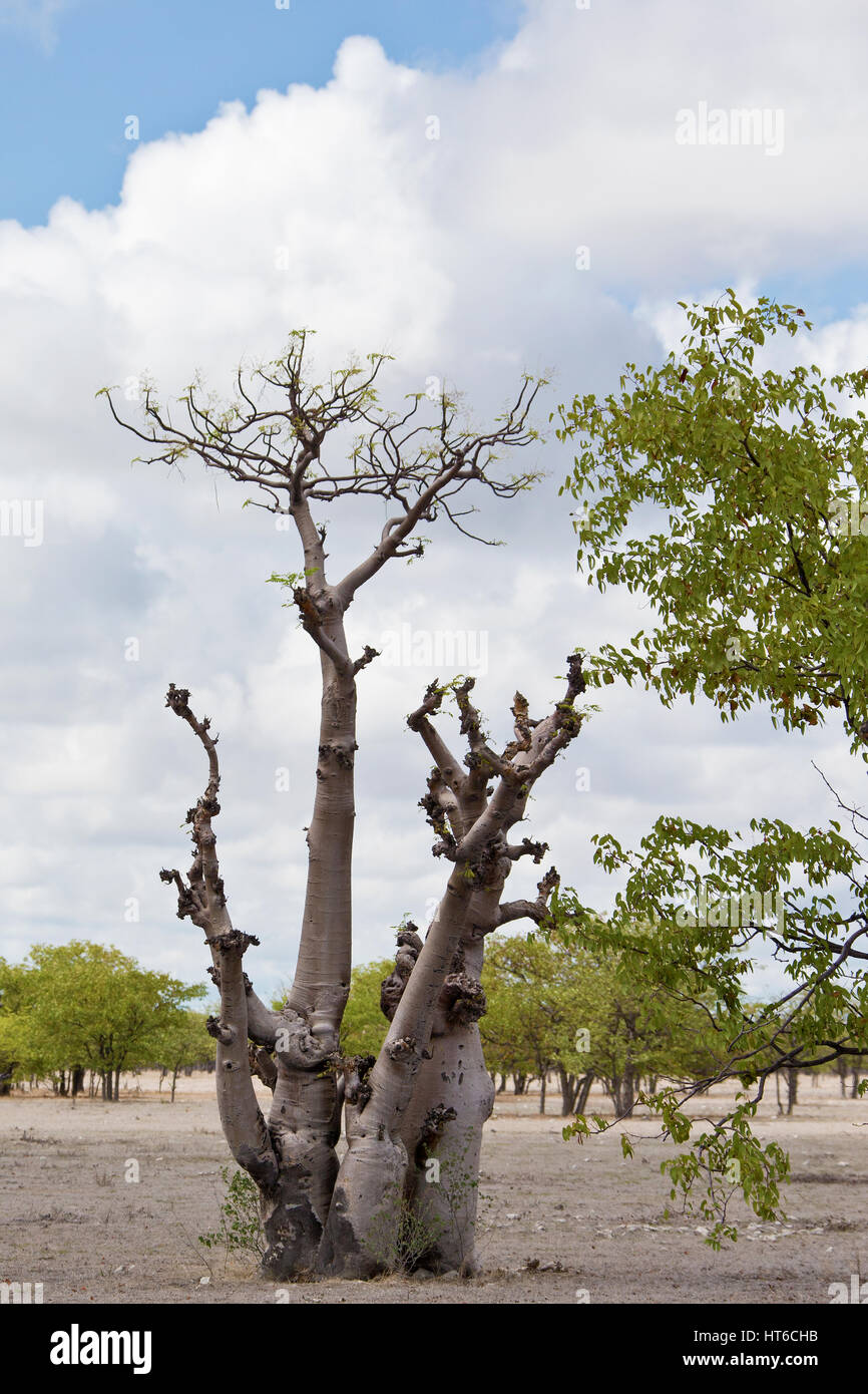 Moringa Baum im Etosha National Park; Namibia Stockfoto