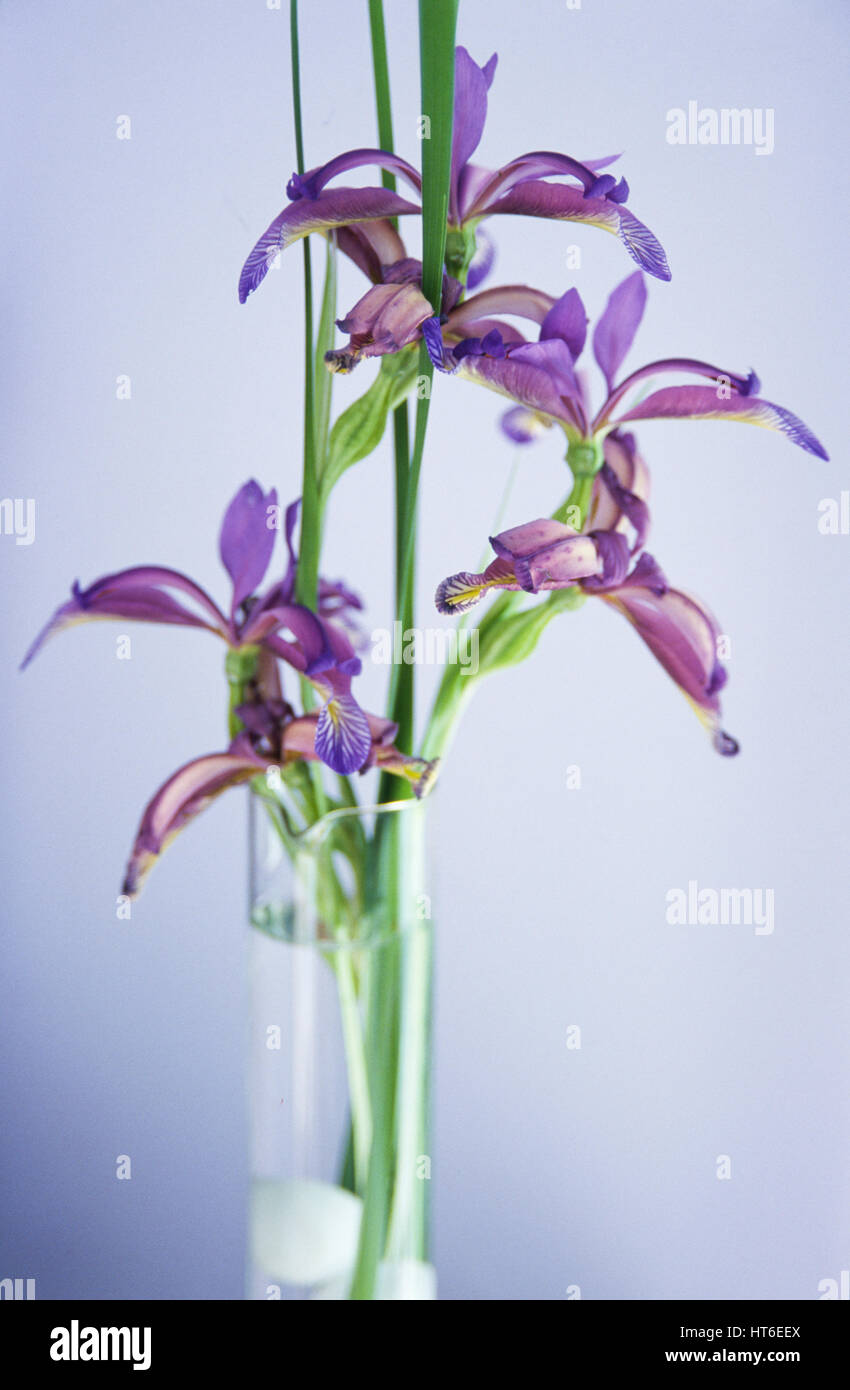 Vase mit lila Blüten. Stockfoto