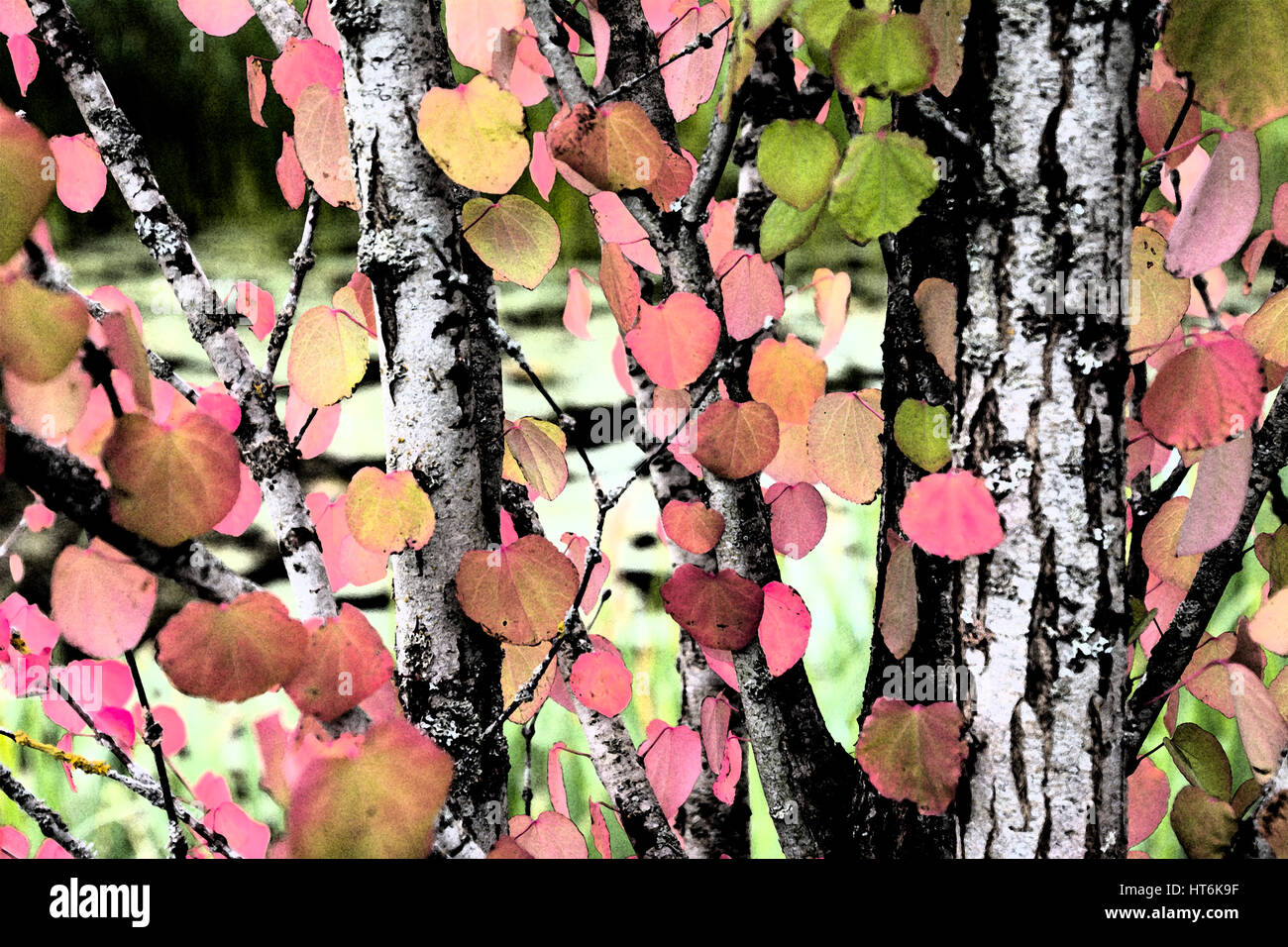 Cercidiphyllum Japonicum, Katsura-Baum, digital manipuliert Stockfoto