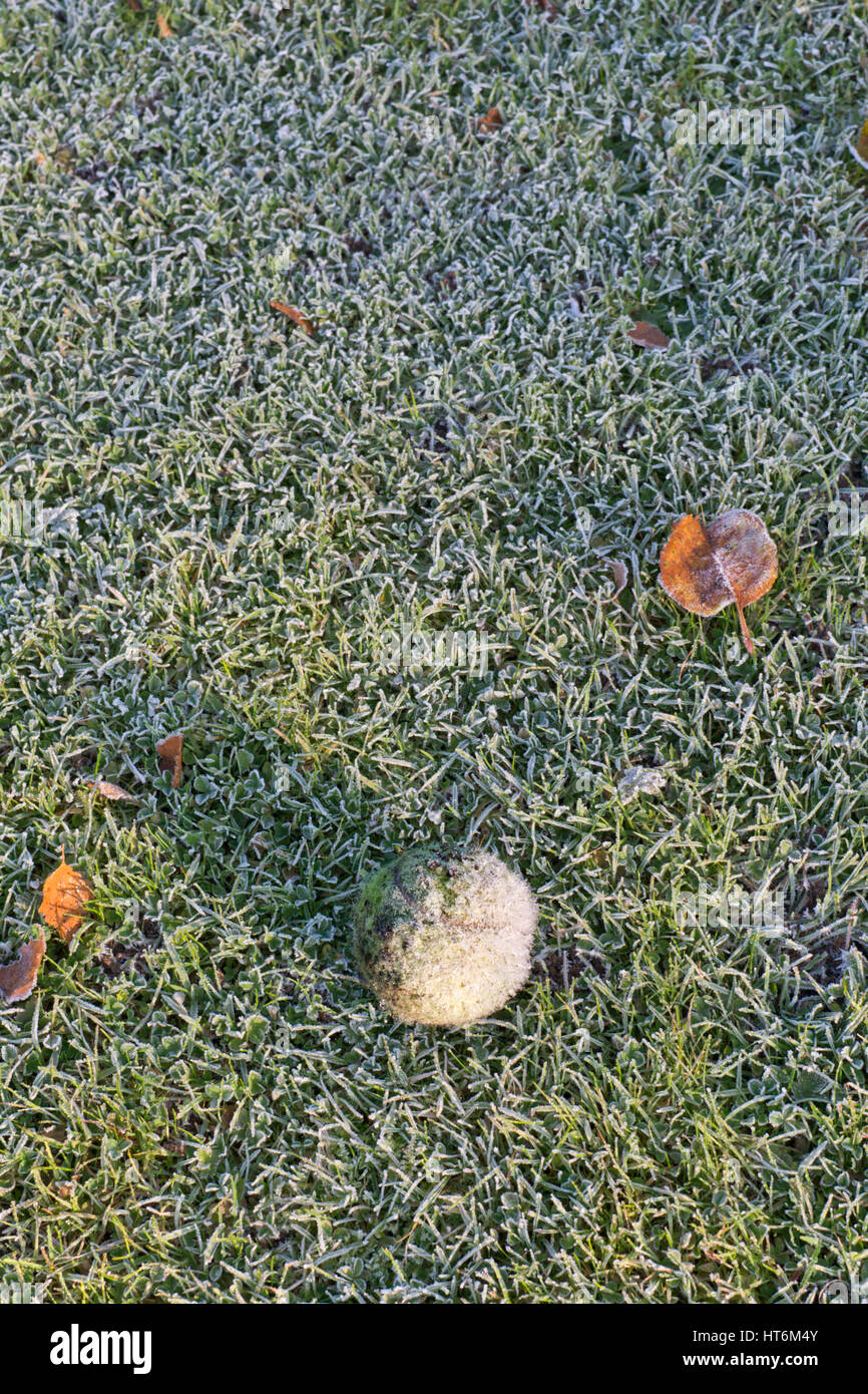Bereift Tennisball liegen verlassen auf einer Wiese. Stockfoto