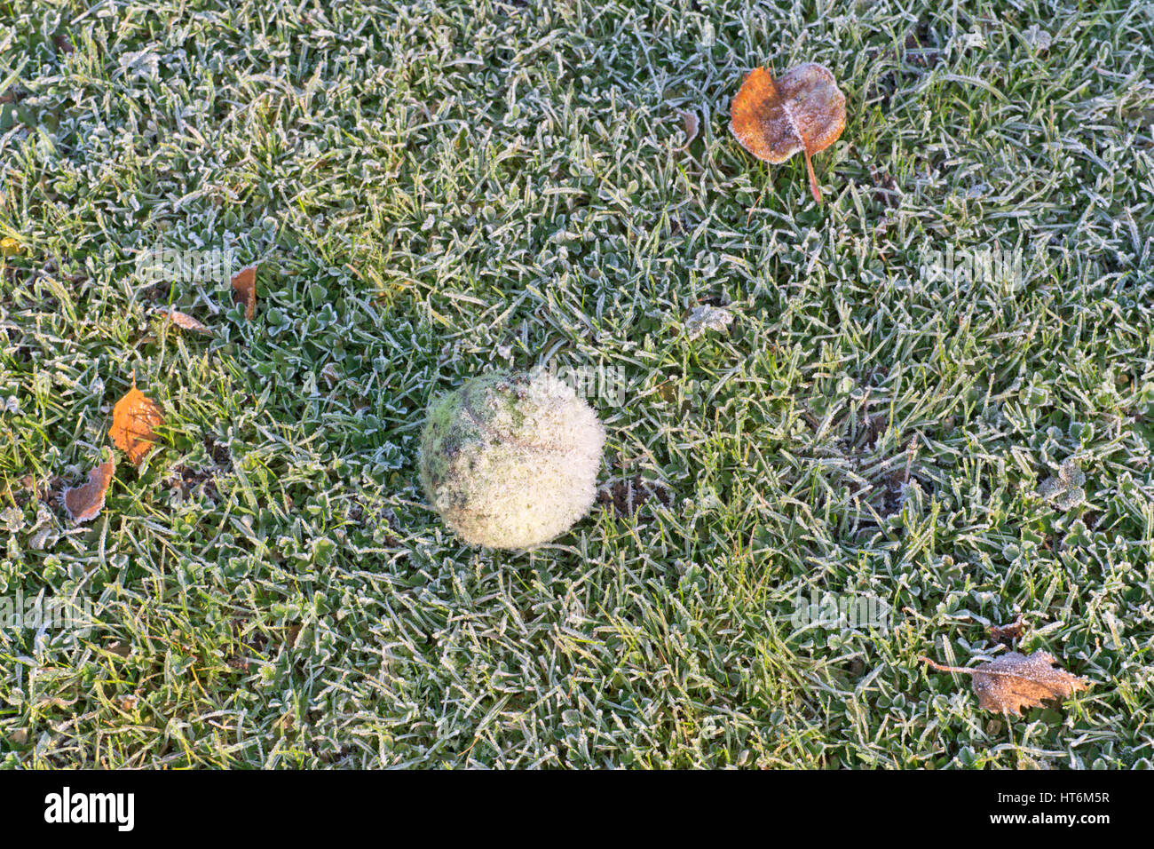Bereift Tennisball liegen verlassen auf einer Wiese. Stockfoto