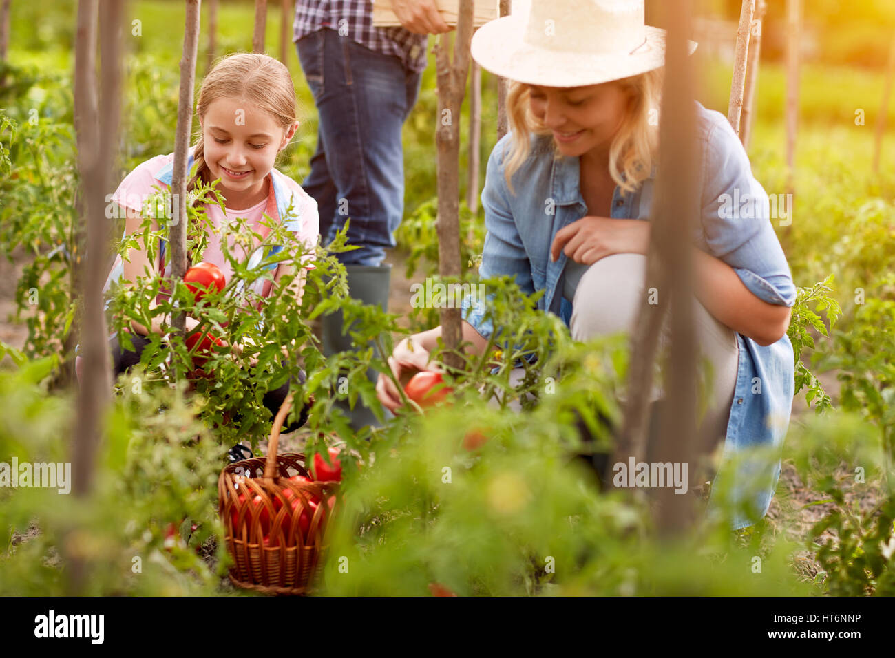 Ländliche Familie pick organisch Tomaten im Garten Stockfoto