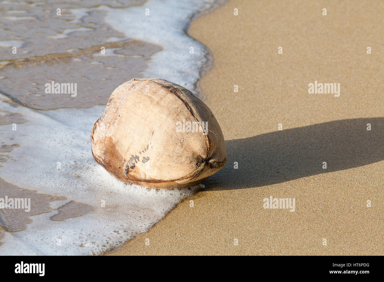 Kokosnuss (Sonftmut Nucifera). Holzige faserige Hartschale mit einem ausgesät Steinfrucht oder Obst. Beispiel für die Samenausbreitung durch Meer Wasser handeln. Gewaschen, auf einem Stockfoto