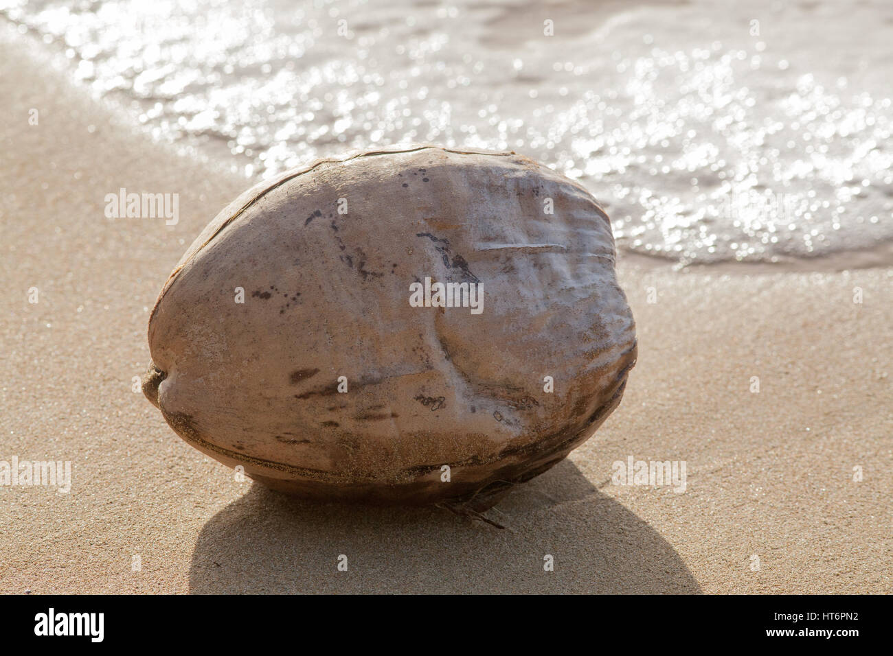 Kokosnuss (Sonftmut Nucifera). Holzige faserige Hartschale mit einem ausgesät Steinfrucht oder Obst. Beispiel für die Samenausbreitung durch Meer Wasser und Welle handeln. Flakes Stockfoto