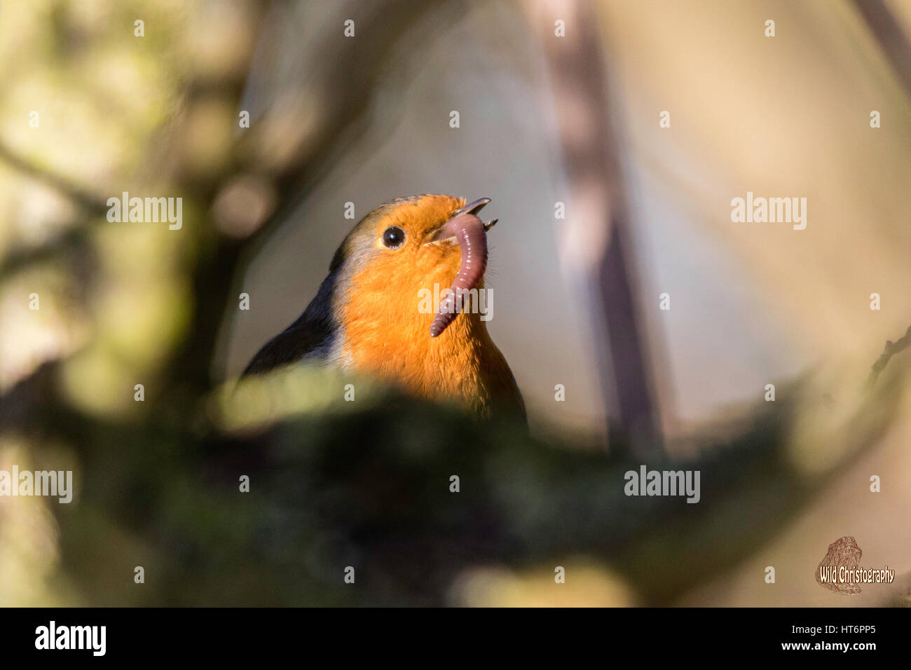 Schönheit Robins Stockfoto