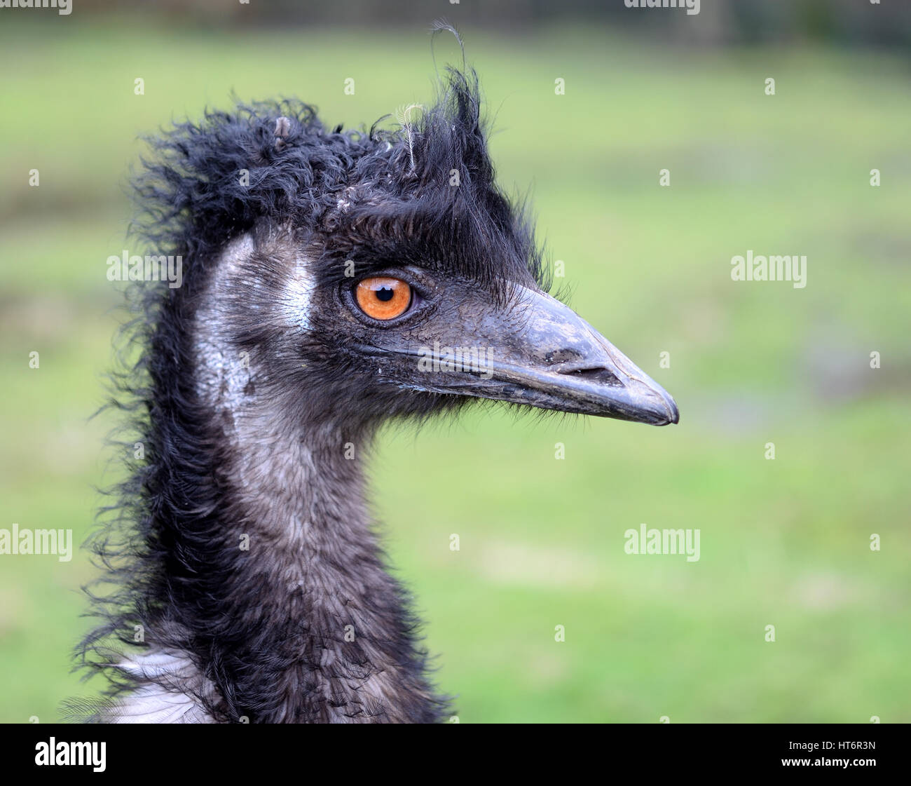 Emu Gesicht, orange Augen Stockfoto