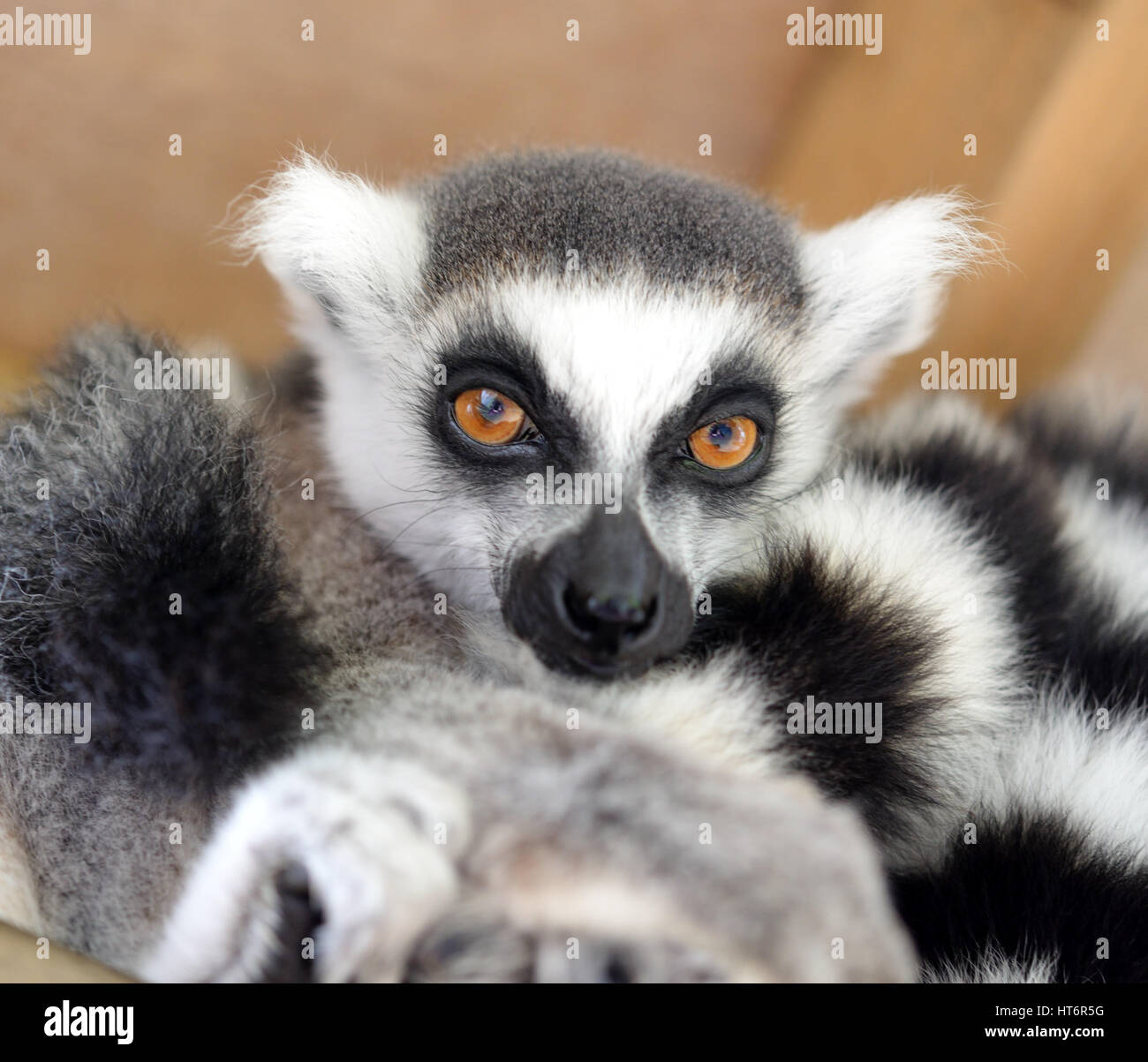 Lemur in die Kamera schaut Stockfoto