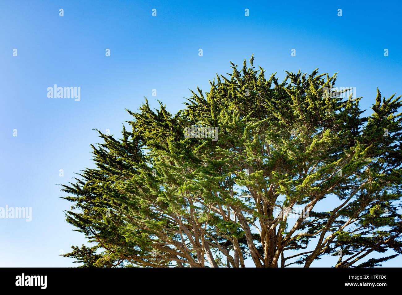 Baldachin von einem großen grünen Baum mit weißen Halo-Effekt gegen einen blauen Himmel, 29. Dezember 2016 Stockfoto