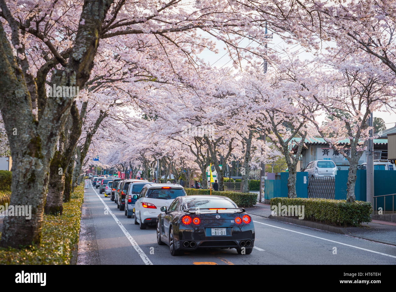 Shizuoka, Japan - 12. April 2014: Die Kirschblüte (Sakura) Tunnelstraße in Gotemba Stadt, Shizuoka, Japan. Dies ist ein berühmter Ort für Kirschblüten Stockfoto