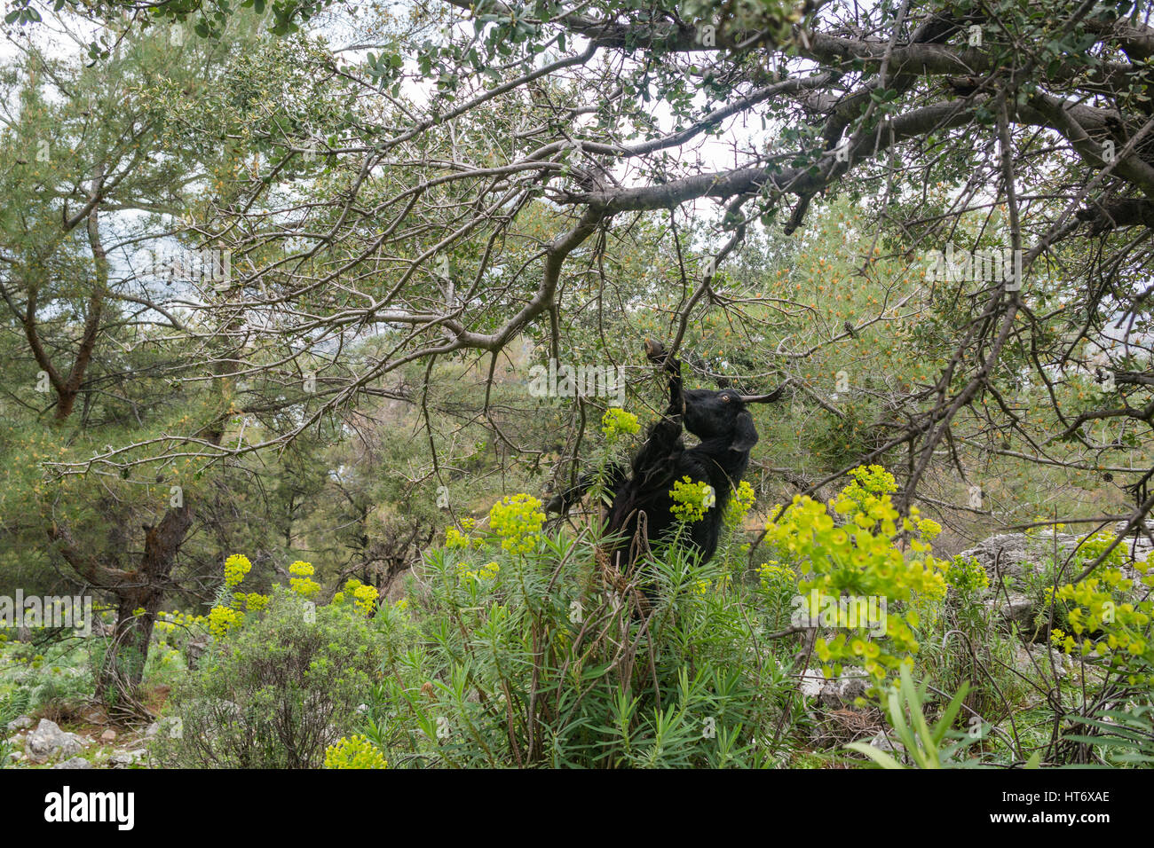 Ziege stehend auf den hinteren Fuß Blätter auf einem Olivenbaum im Wald zu essen. Arka Ayaklari Uzerinde Yukselmis Zeytin Yapraklari Yiyen keci Stockfoto