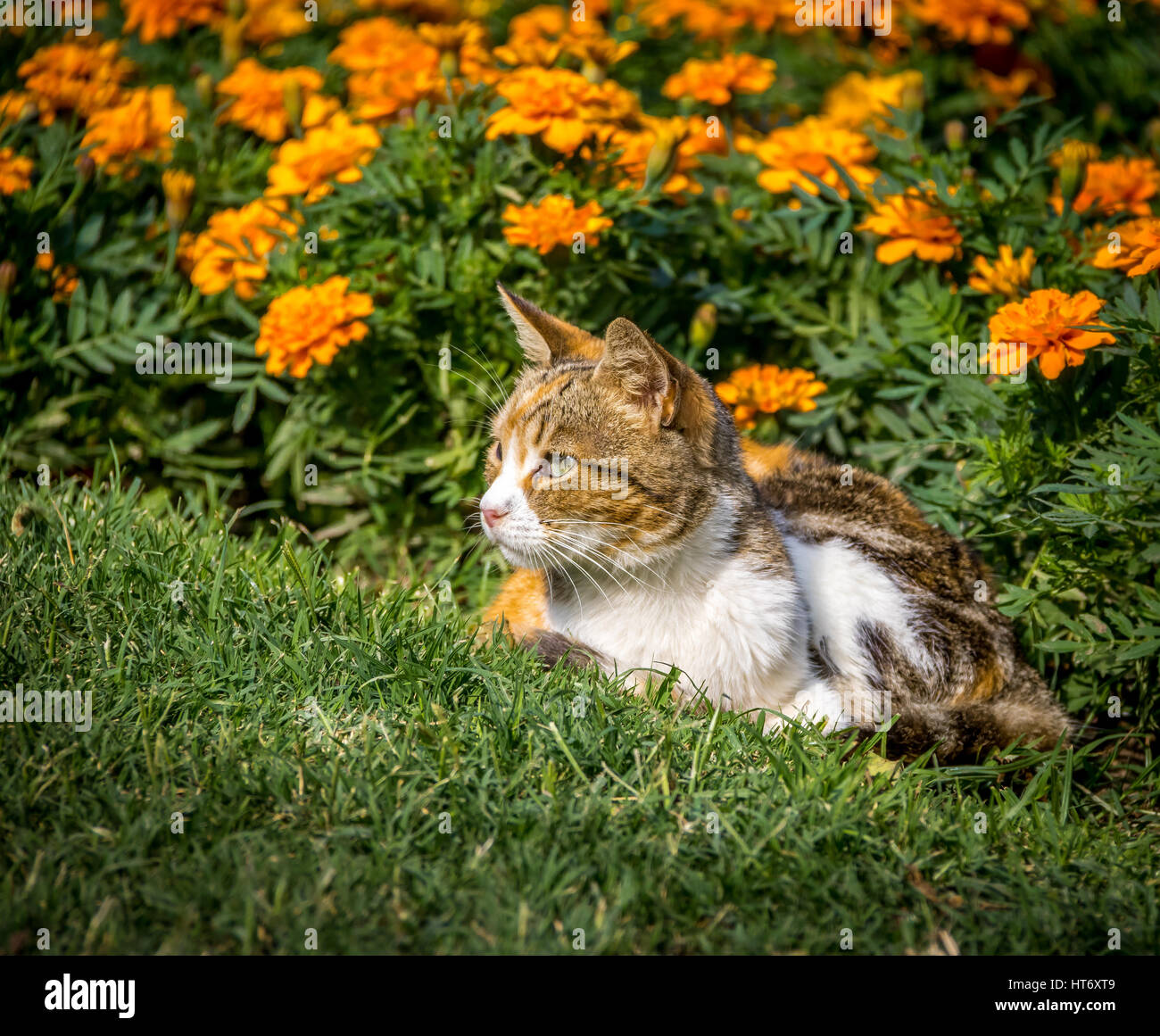 Katze im Garten mit orangen Blüten Stockfoto