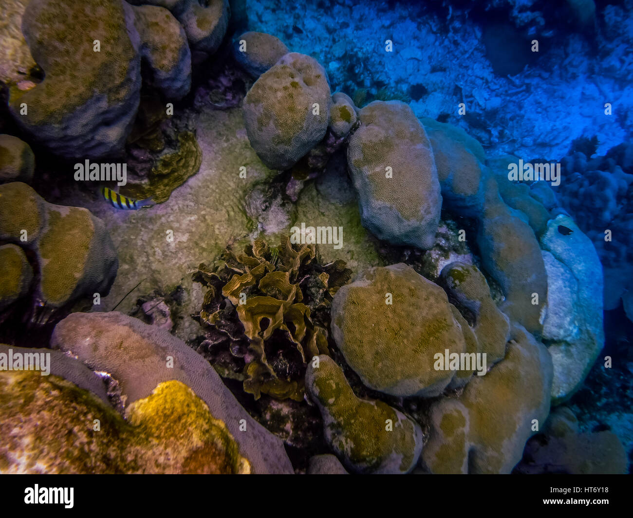 Belize Korallenriff Unterwasser und Fisch Stockfoto