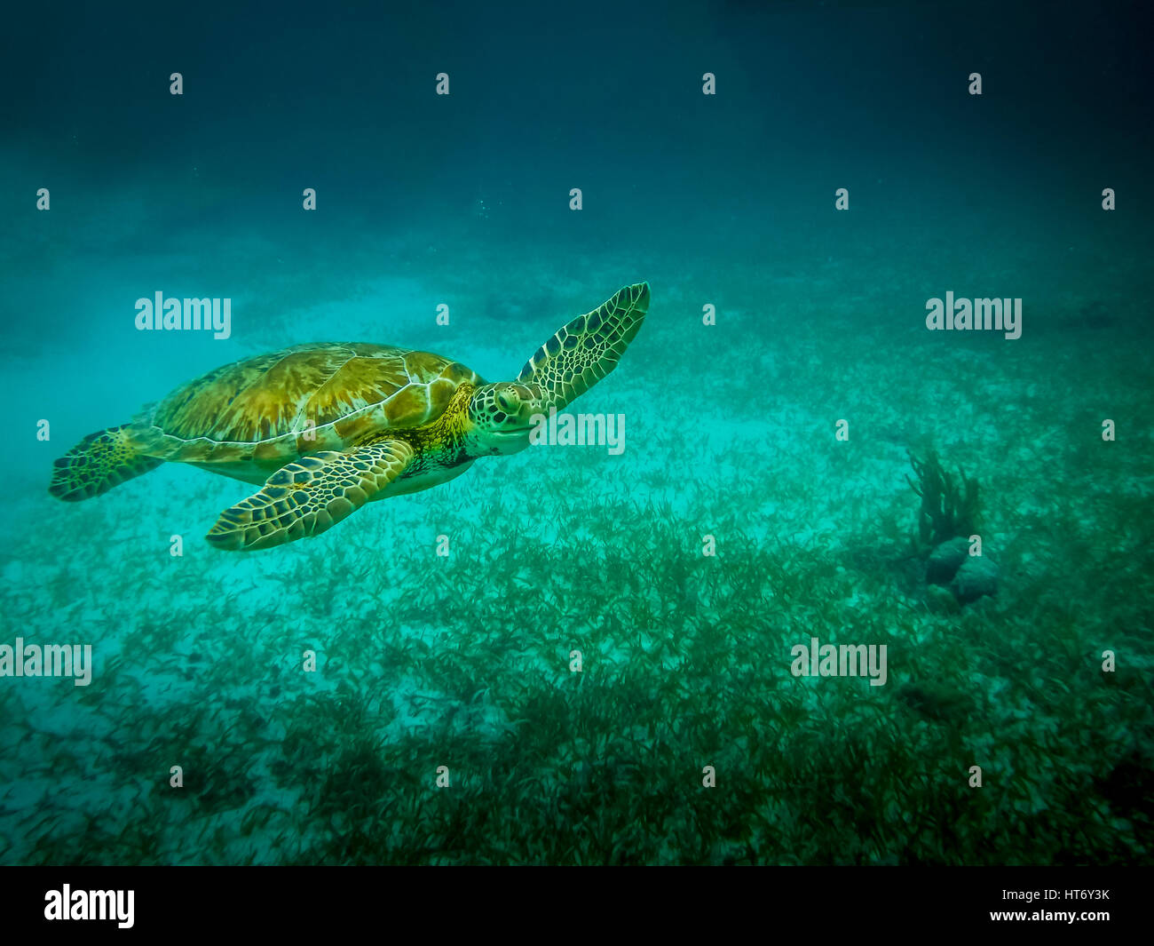 Meeresschildkröte im karibischen Meer - Caye Caulker, Belize Stockfoto