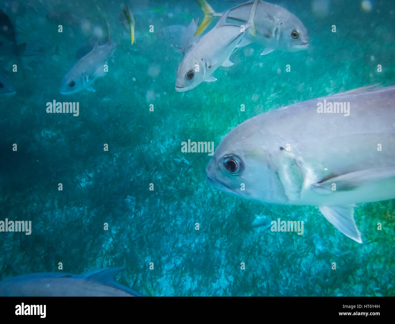 Silber Pferd Auge Makrelenschwarm mit gelben Schweif (Caranx Latus) im karibischen Meer - Caye Caulker, Belize Stockfoto