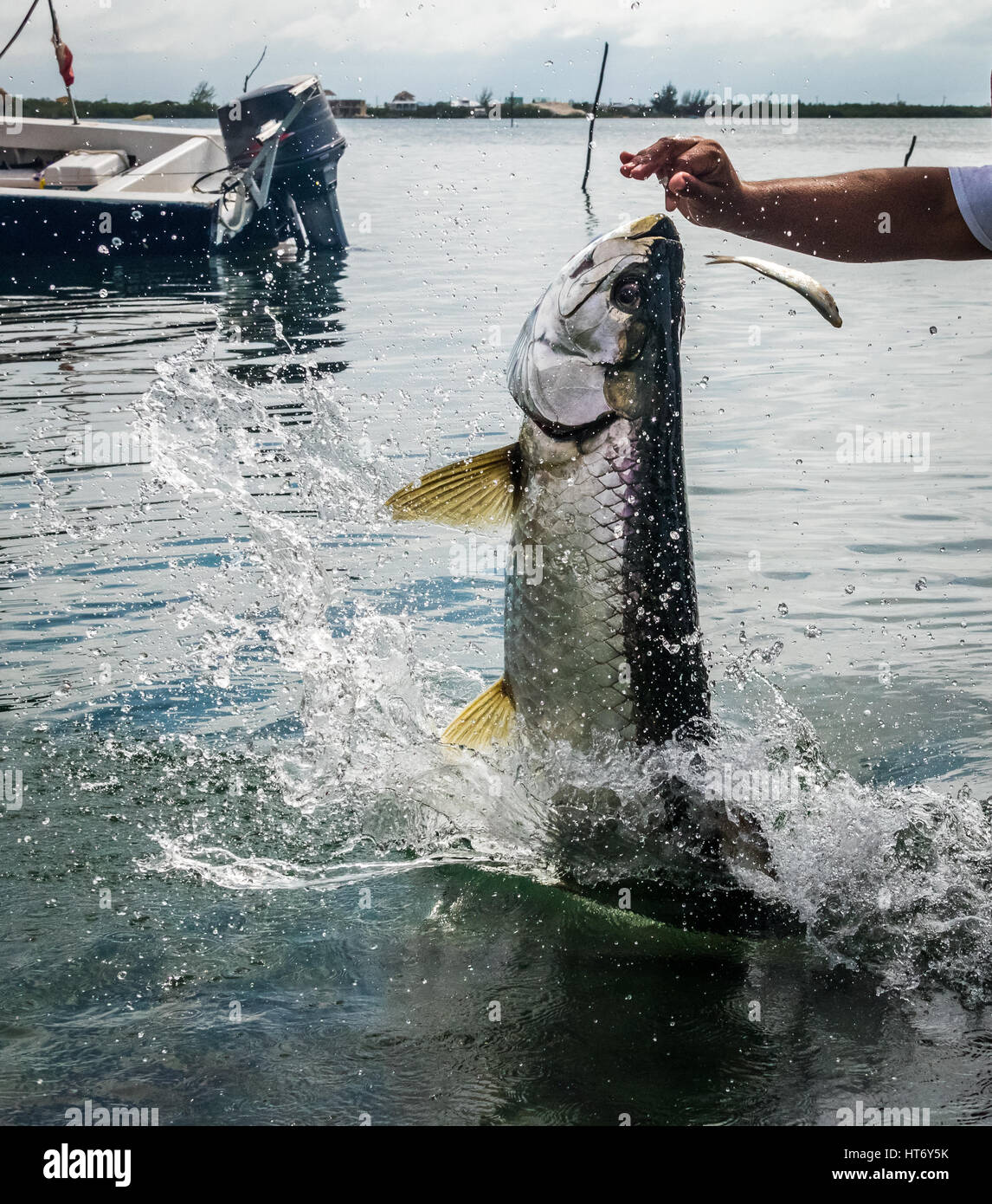 Springender Fisch Fish Jumping Out Water Stockfotos und -bilder Kaufen - Alamy