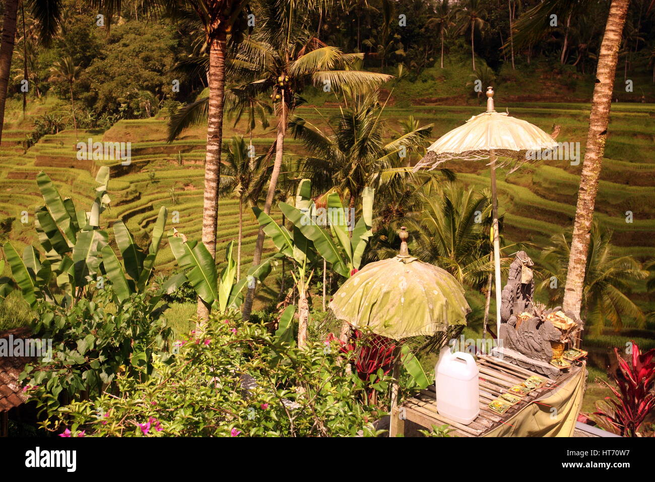 die Landschaft der Reisfelder und Reis Terrasse ordentlich Tegallalang nahe Ubud der Insel Bali in Indonesien in Südostasien Stockfoto