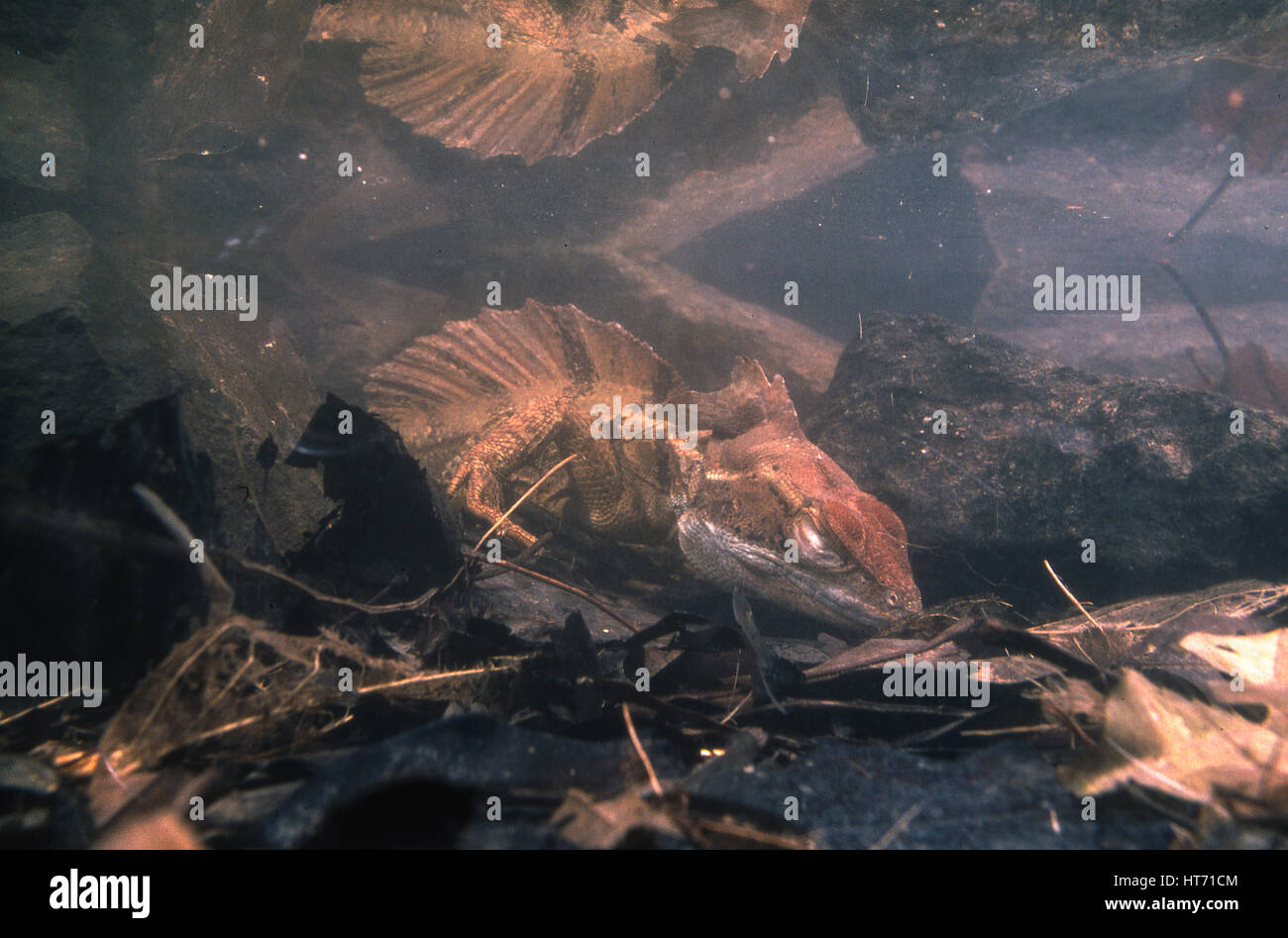 Der gemeinsame Basilisk, Basiliskos Basiliskos, benannt nach der alten mythischen Basilisk, der mit seinem Look oder den Atem töten könnte.  Laut dem Mythos Stockfoto
