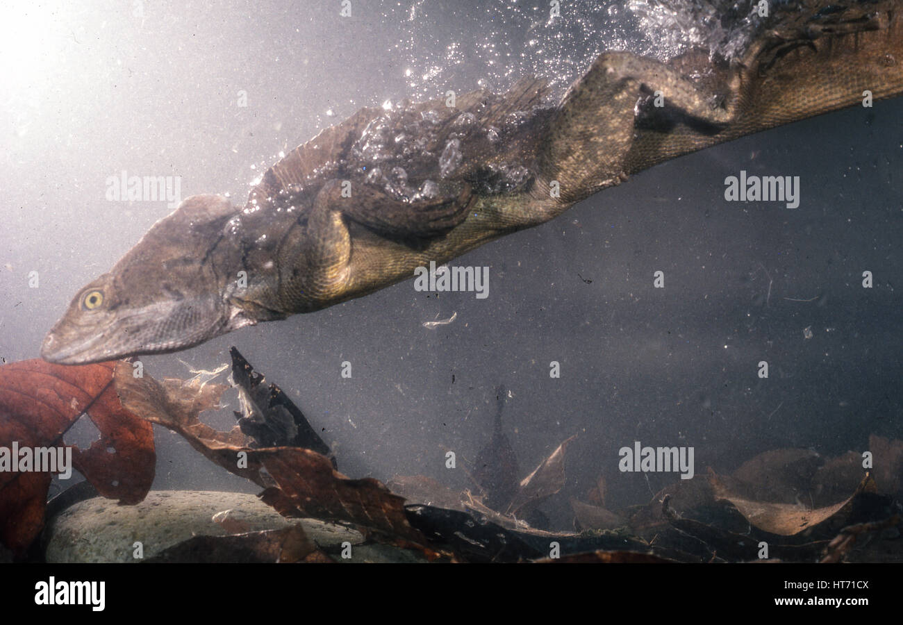 Der gemeinsame Basilisk, Basiliskos Basiliskos, benannt nach der alten mythischen Basilisk, der mit seinem Look oder den Atem töten könnte.  Laut dem Mythos Stockfoto