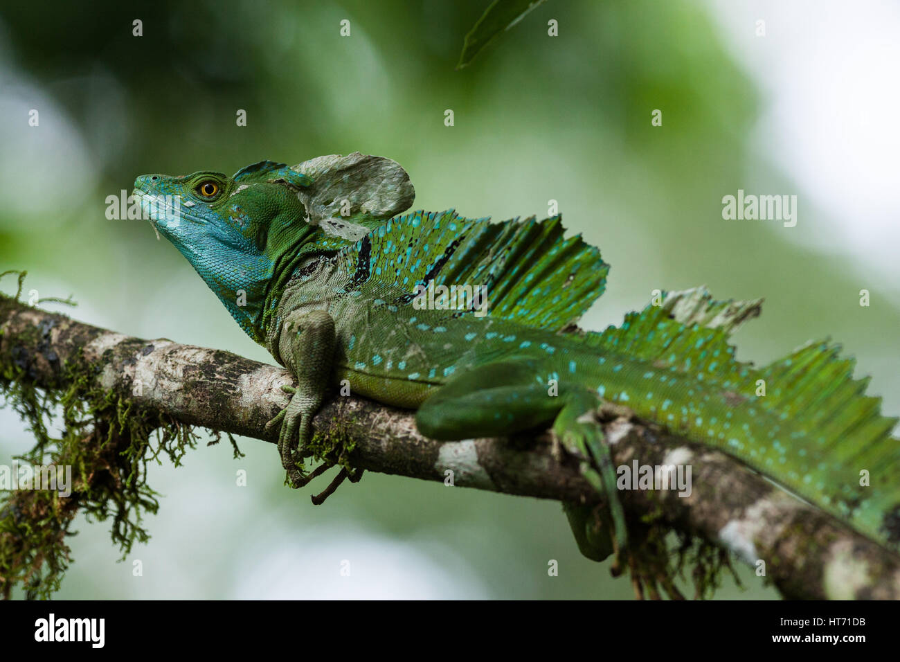 Gefiederte Basilisk, Green Basilisk, doppelte Crested Basilisk, Basiliskos Plumifrons ist benannt nach einer alten mythischen Basilisk, der einen Mann Wit töten könnte Stockfoto