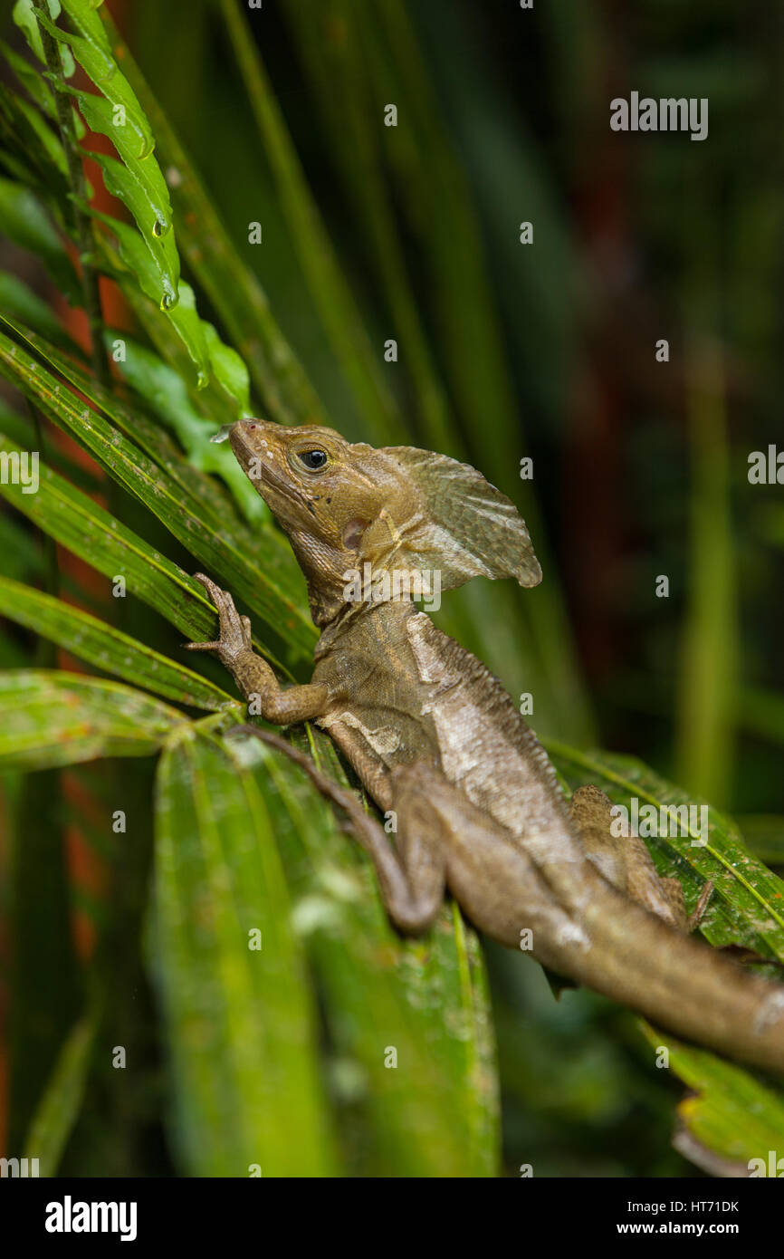 Der gemeinsame Basilisk, brauner Basilisk oder gestreiften Basilisk, Basiliskos Vittatus, in Costa Rica kann auf dem Wasser oder unter Wasser für mehr Tha unter Wasser bleiben Stockfoto
