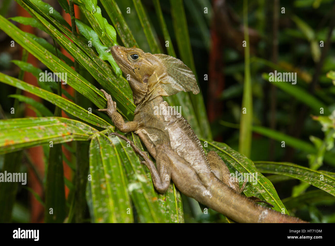Der gemeinsame Basilisk, brauner Basilisk oder gestreiften Basilisk, Basiliskos Vittatus, in Costa Rica kann auf dem Wasser oder unter Wasser für mehr Tha unter Wasser bleiben Stockfoto