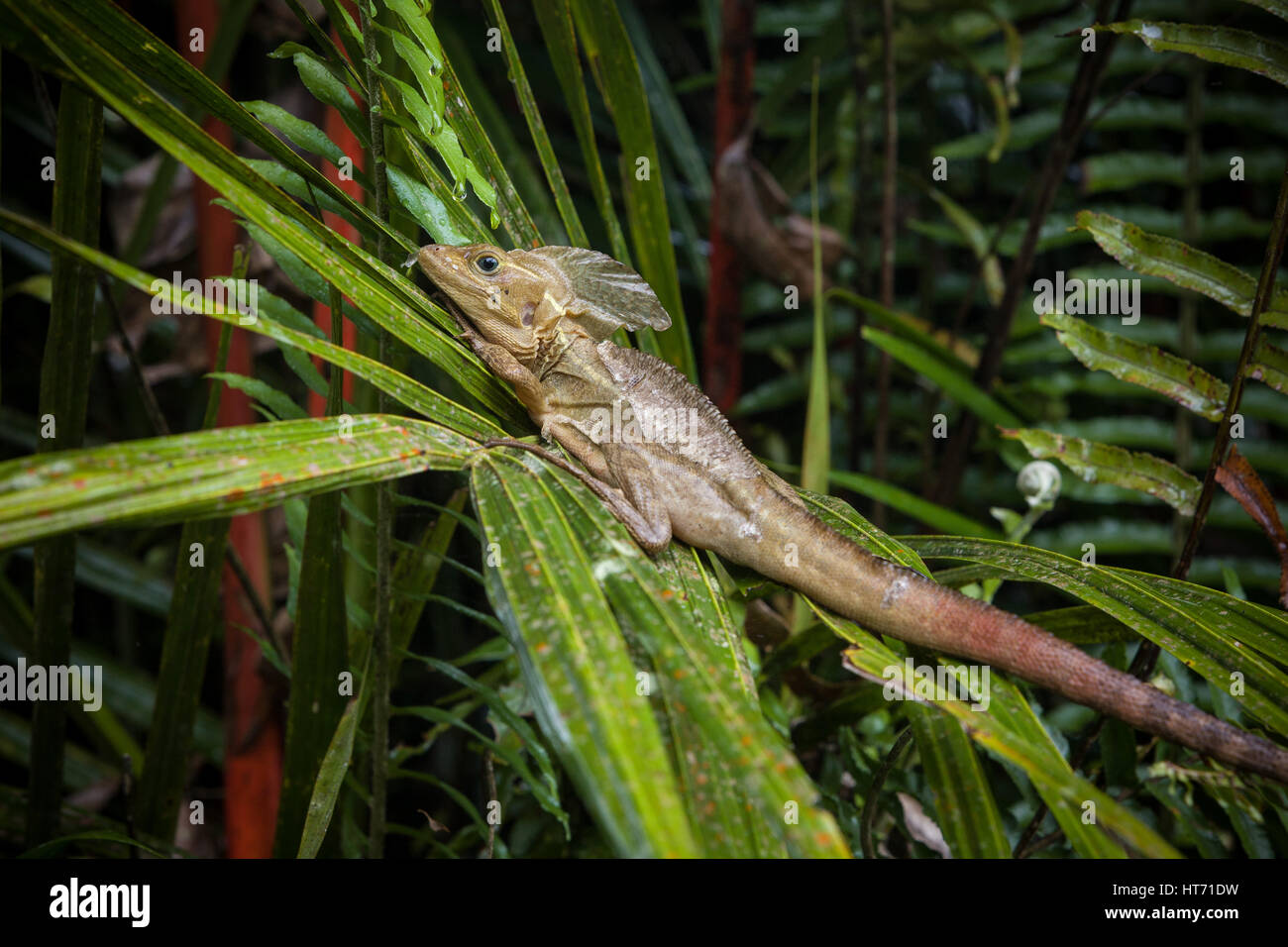 Der gemeinsame Basilisk, brauner Basilisk oder gestreiften Basilisk, Basiliskos Vittatus, in Costa Rica kann auf dem Wasser oder unter Wasser für mehr Tha unter Wasser bleiben Stockfoto