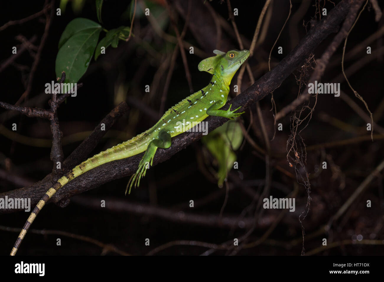 Gefiederte Basilisk, Green Basilisk, doppelte Crested Basilisk, Basiliskos Plumifrons ist benannt nach einer alten mythischen Basilisk, der einen Mann Wit töten könnte Stockfoto