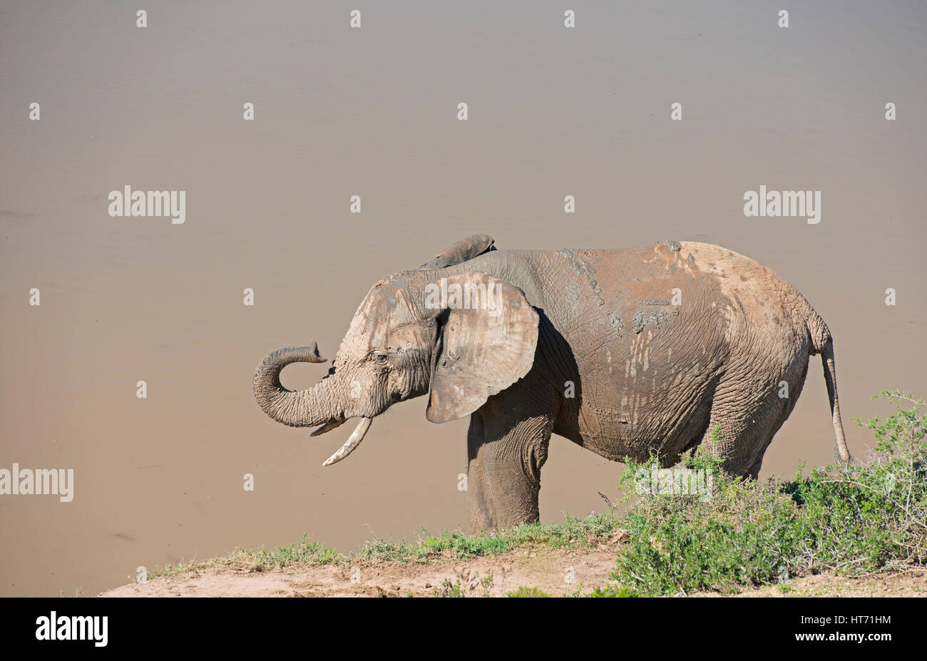 Elefant mit Schlamm heben Stamm Stockfoto