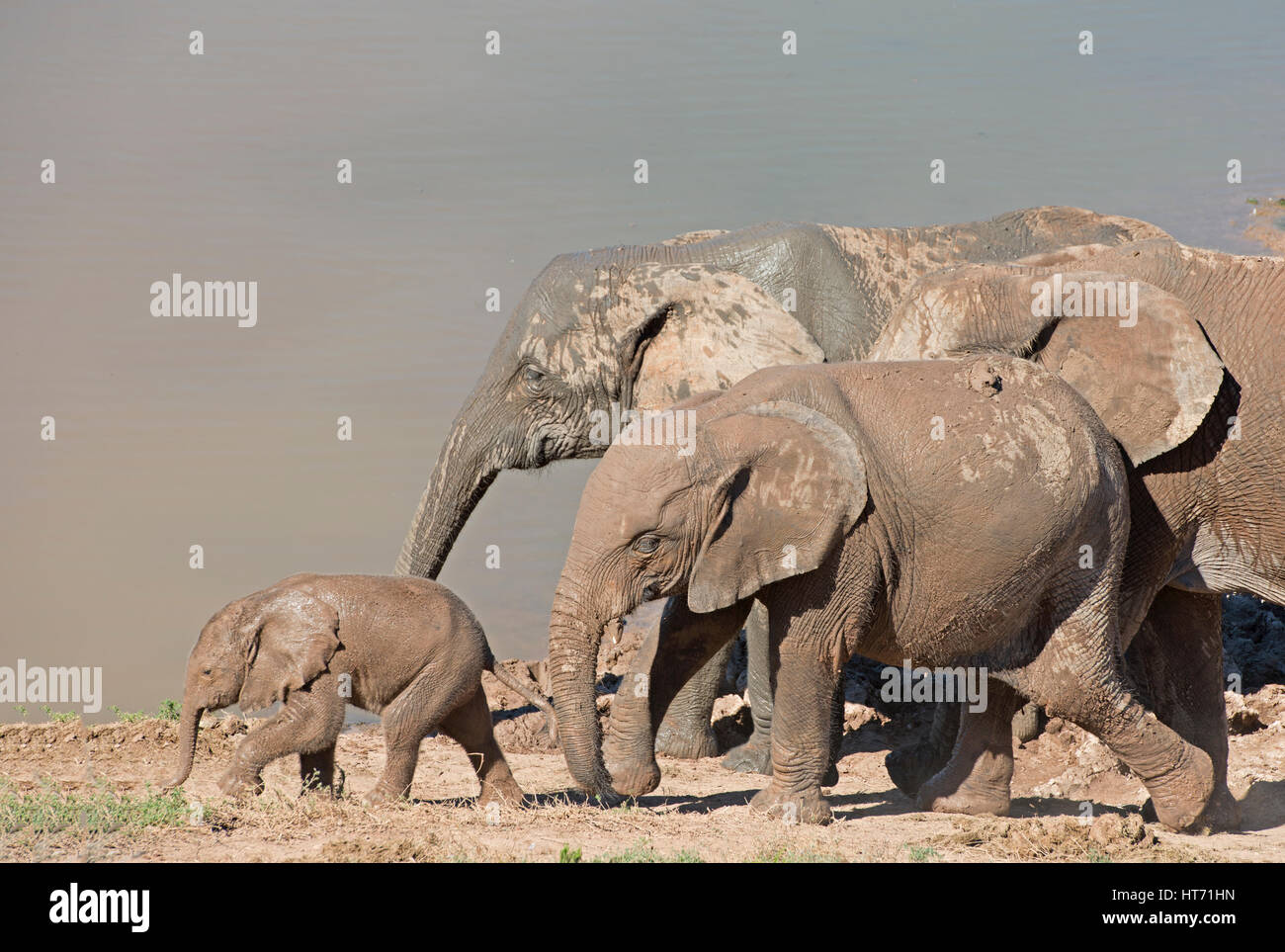 Elefantenherde mit Schlamm zu Fuß mit baby Stockfoto