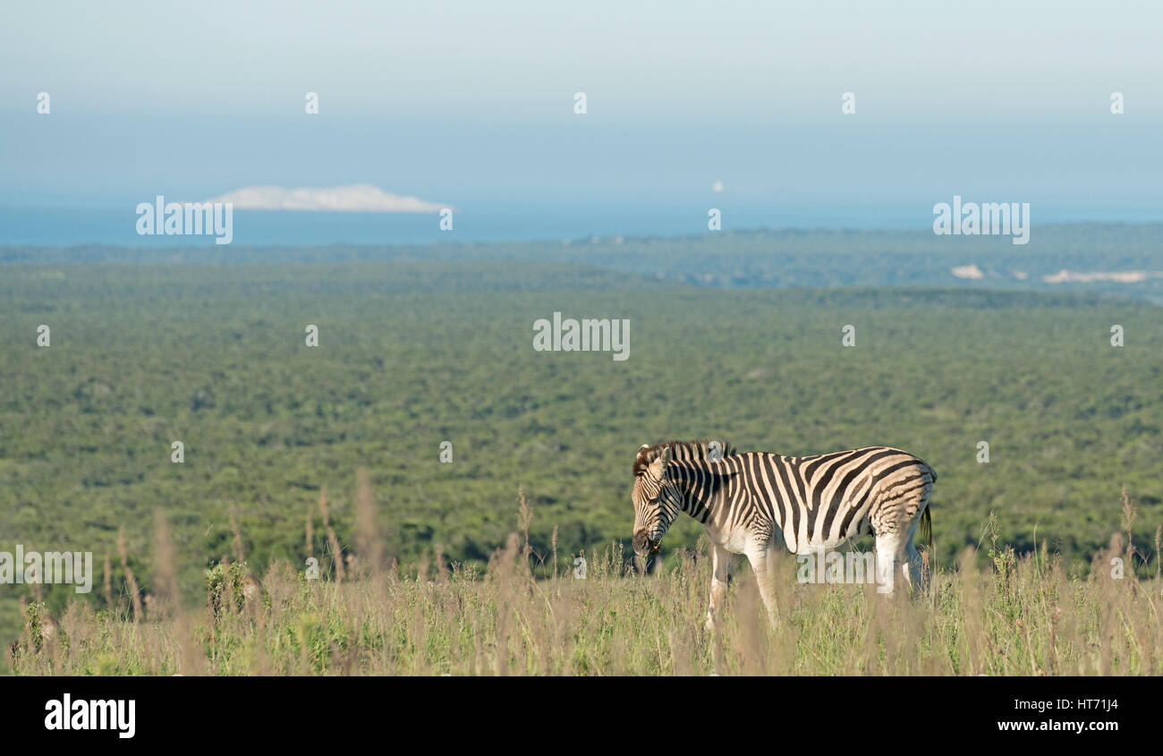 Zebra in den Ebenen Stockfoto