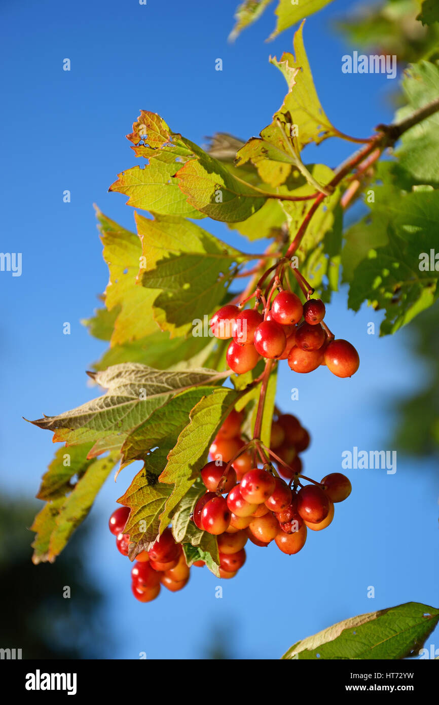Zweig rosa Reifung Viburnum Closeup in den Strahlen der Sonne Infield in Vyritsa Sommertag. Rosenstrauss rot Viburnum Beeren von der hellen Sonne gegen Stockfoto
