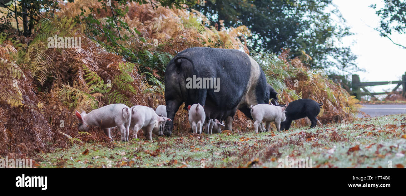 Homeward Bound Stockfoto